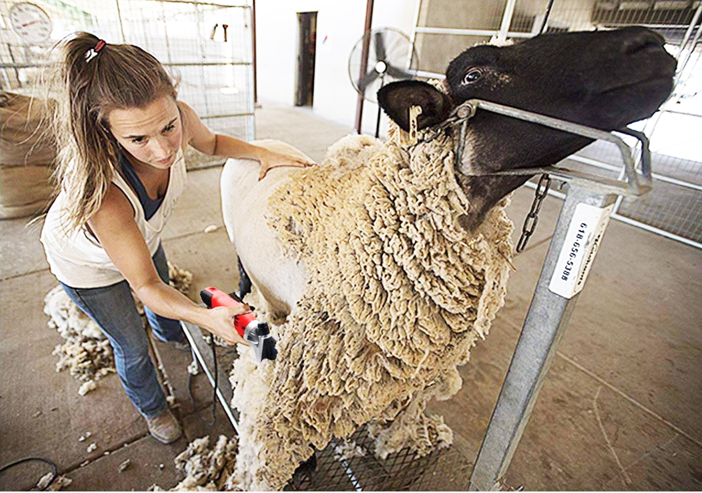 Quality Hand Shears for trimming// dagging// shearing// clipping Sheep Goats Cows