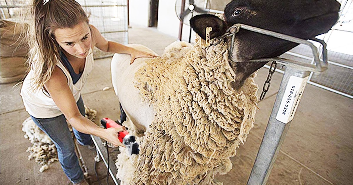 professional sheep clippers