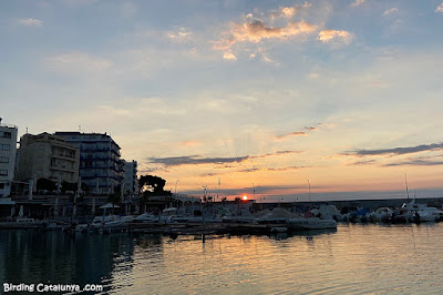 Sortida del sol al Port de l'Ampolla