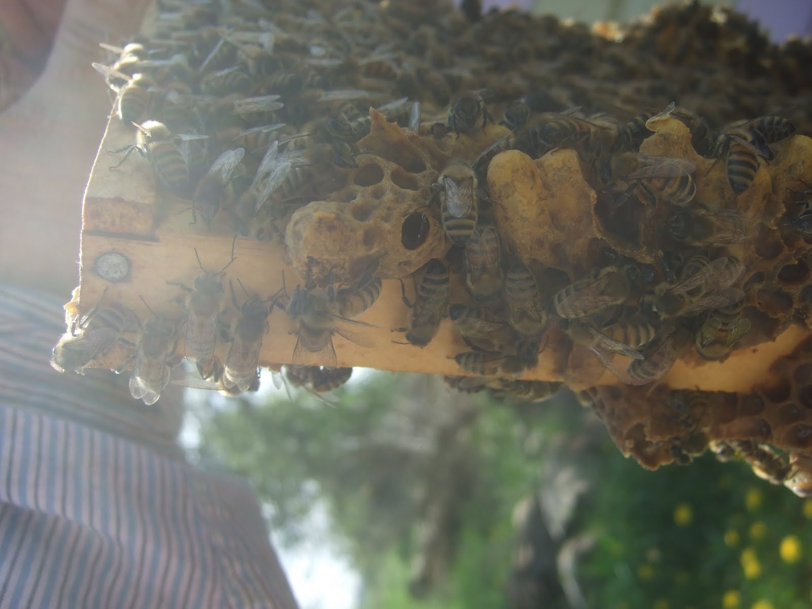 The Bee Journal The Difference Between Drone and Queen Cells