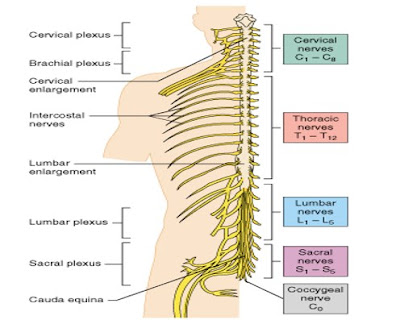 Anatomi Dan Fisiologi Sistem Saraf  I am Ners