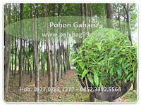 Mengintip Gurihnya Bisnis Budidaya Tanaman Gaharu