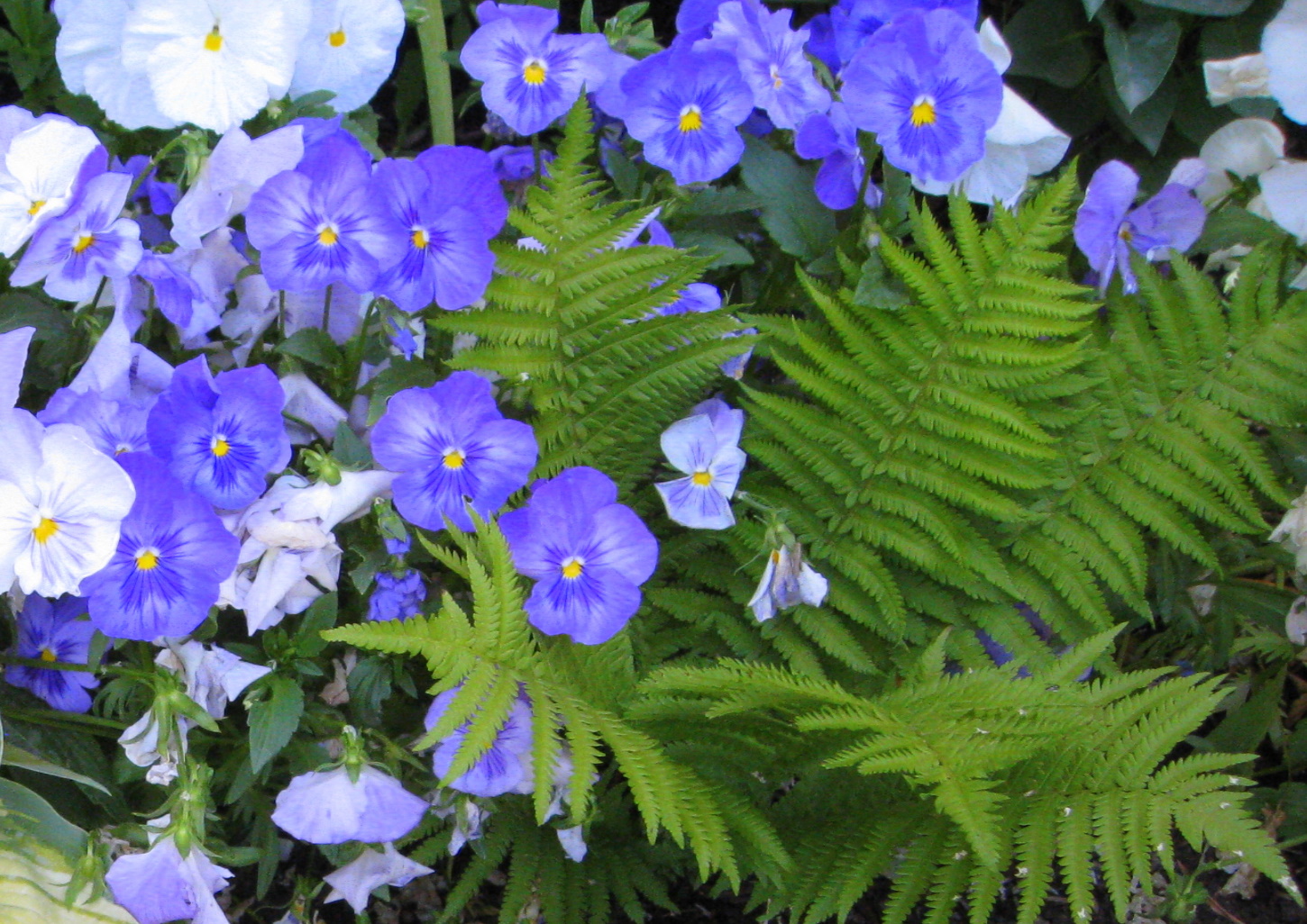 Simply Projects June Flowers in Full Bloom!