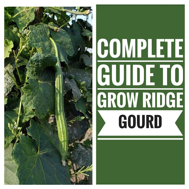 ridge gourds