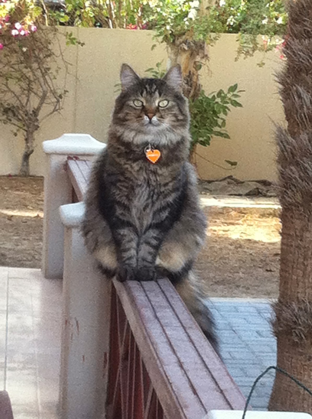 Life with Chickenruby Moving Home in Dubai Part 5 Pets