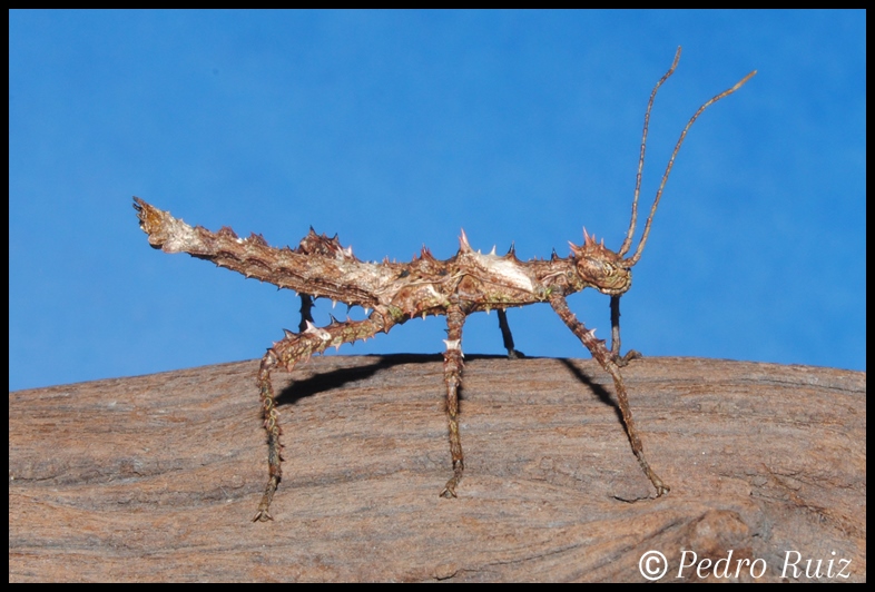 Ninfa macho L2 de Haaniella erringtoniae, 3,8 cm de longitud Ninfa macho L2 de Haaniella erringtoniae, 3,8 cm de longitud