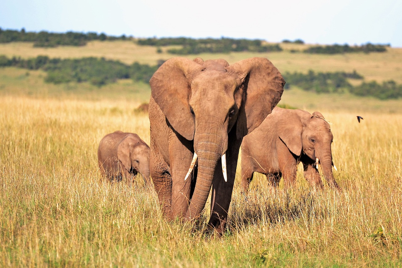 Serengeti 