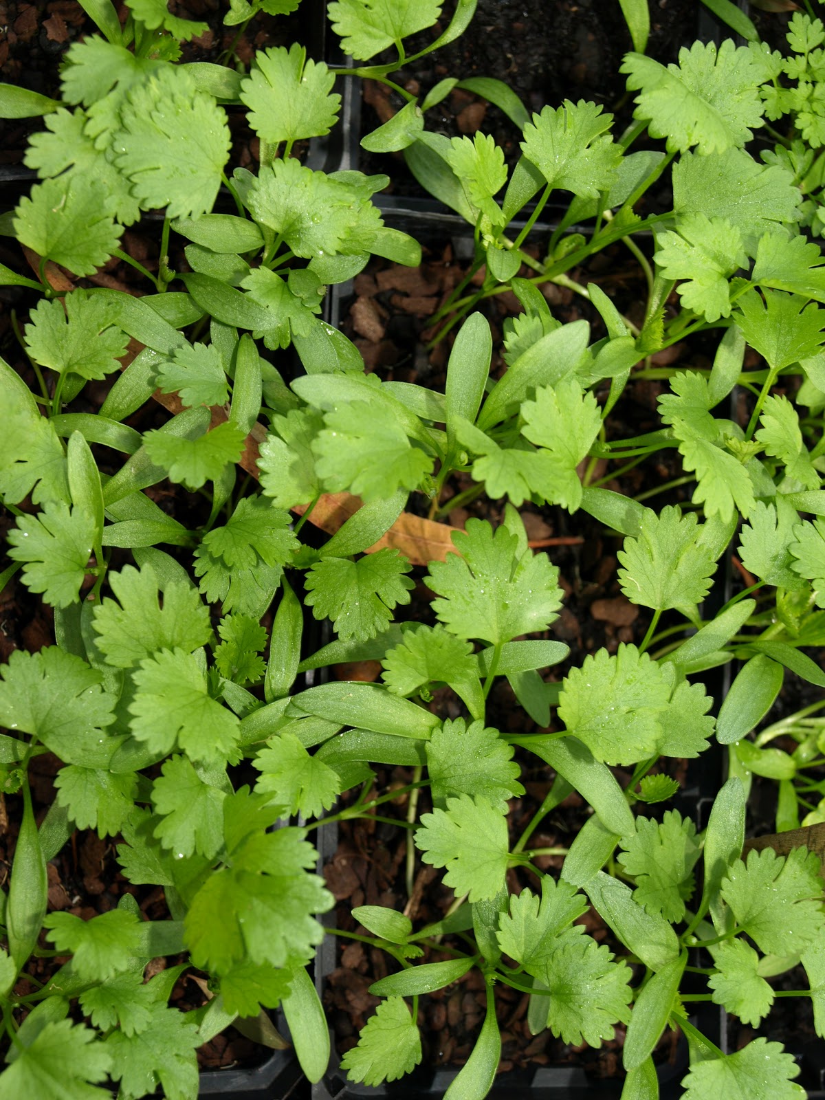 Malmsbury Kitchen Garden In the Winter Garden...