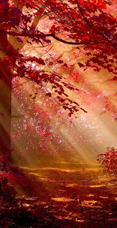 خلفية ضوء الشمس في غابة خريف حلوه، خلفيات طبيعة 4K