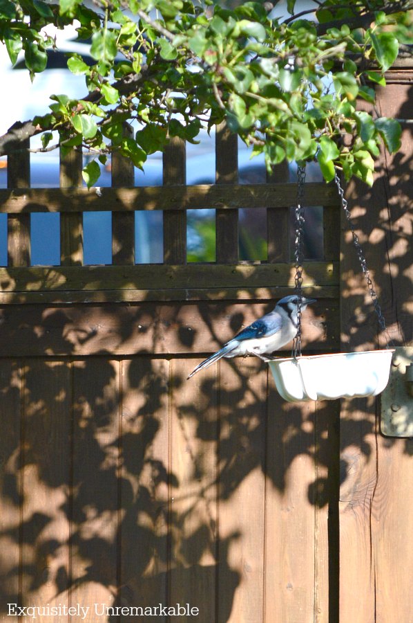 Blue Jay In Bundt Pan Bird Feeder