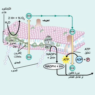 تكوين أدينوسين ثلاثي الفوسفات (ATP)