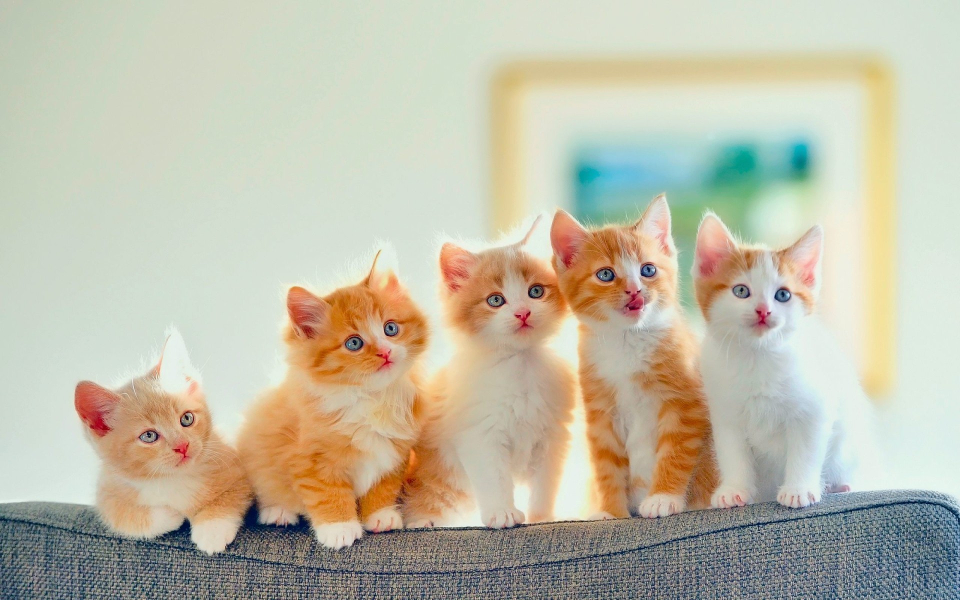 cats in time review cats in time review