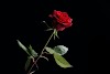 Happy Rose Day Bangla Sms 2024 | Bengali Rose day Sms Image Download 