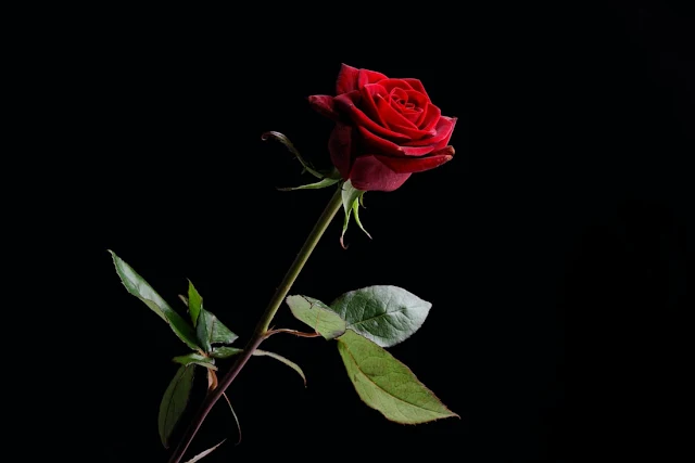 Happy Rose Day Bangla sms