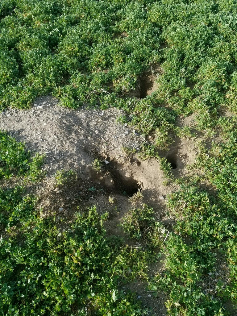 Ground Squirrel Damage