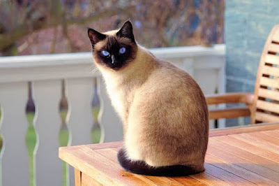 Kucing Siam