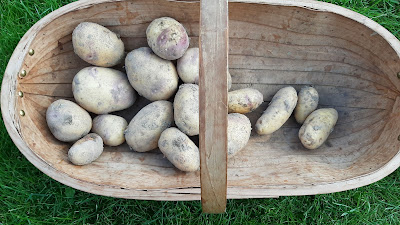 Kestrel potatoes