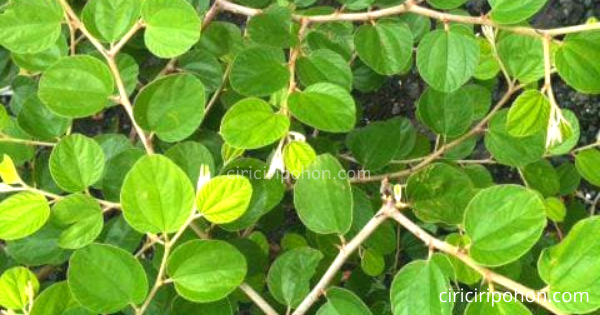 Pohon Bidara Hanya Butuh Sedikit Unsur Hara Berikut Ini