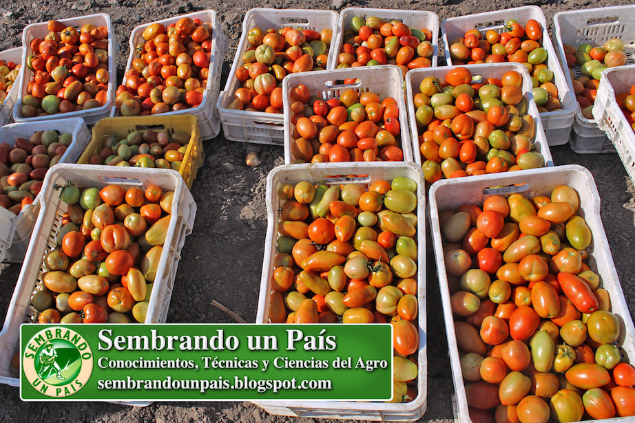 gran cosecha de tomates