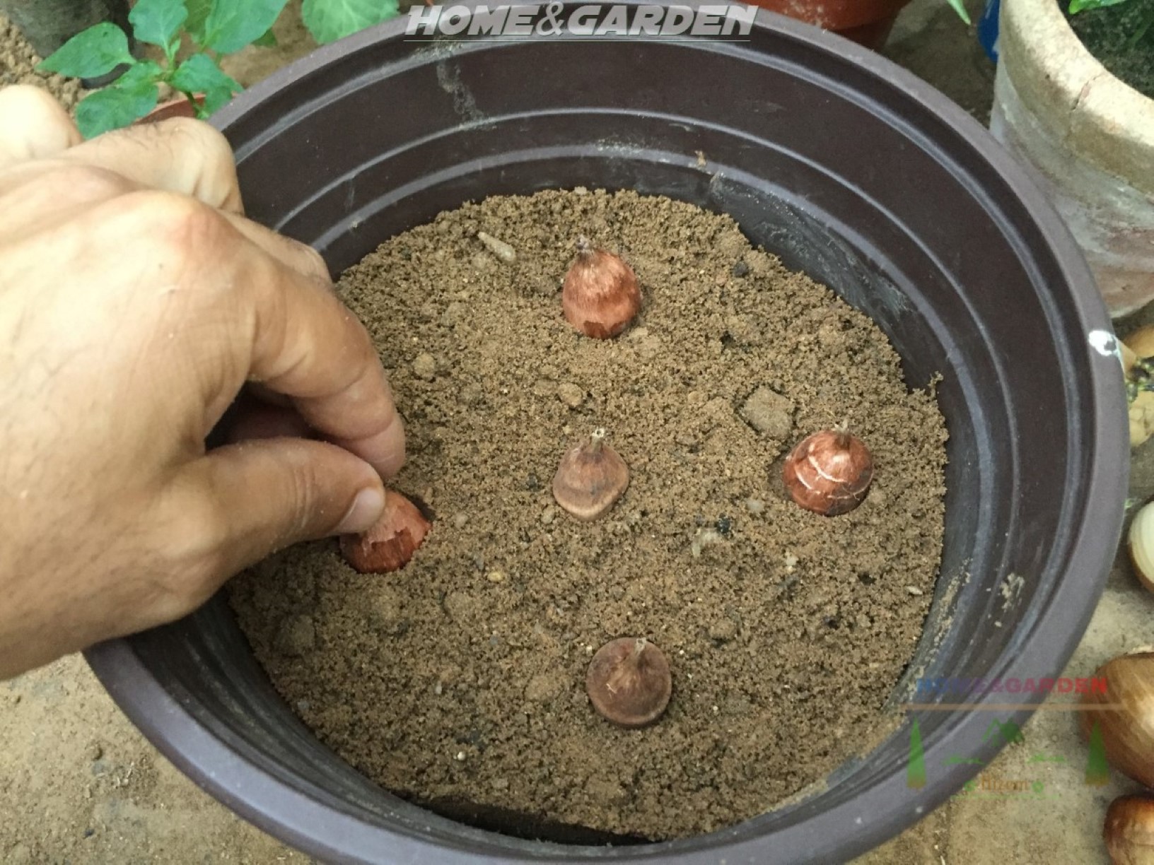 How to Grow Freesias in Pots