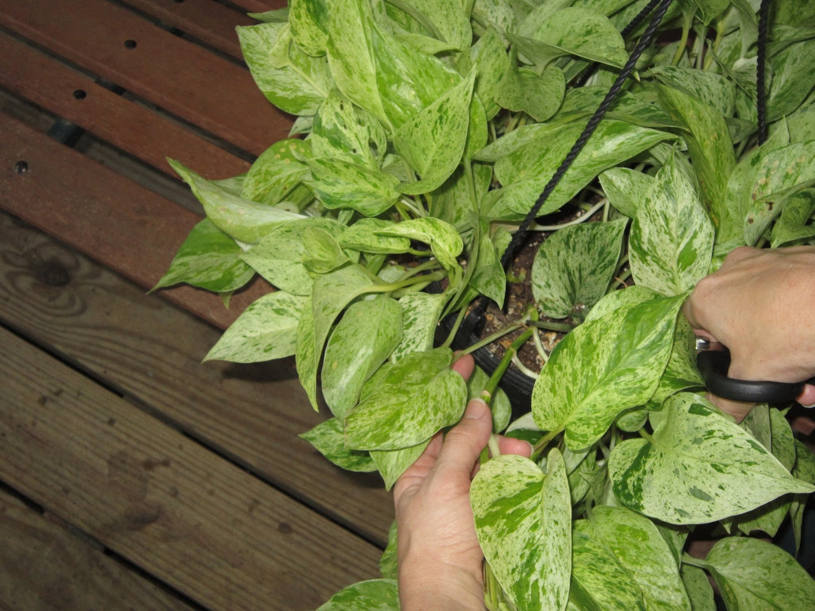 My Simple Life How To Cut Back Pothos Ivy