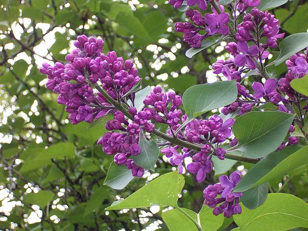 LEYLAK ÇİÇEĞİ RESİMLERİ-Manzaralar