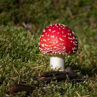 Грибы: грибные места, где собирать грибы