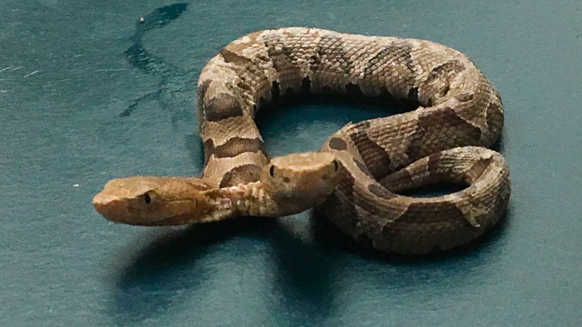 Criptozoología en España Serpientes gigantes en los campos de Cuba