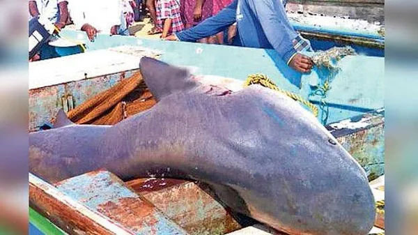 News, Kerala, Thiruvananthapuram, Fishermen, Fish, Boat, 50 kg Giant Shark was Trapped in a Hook