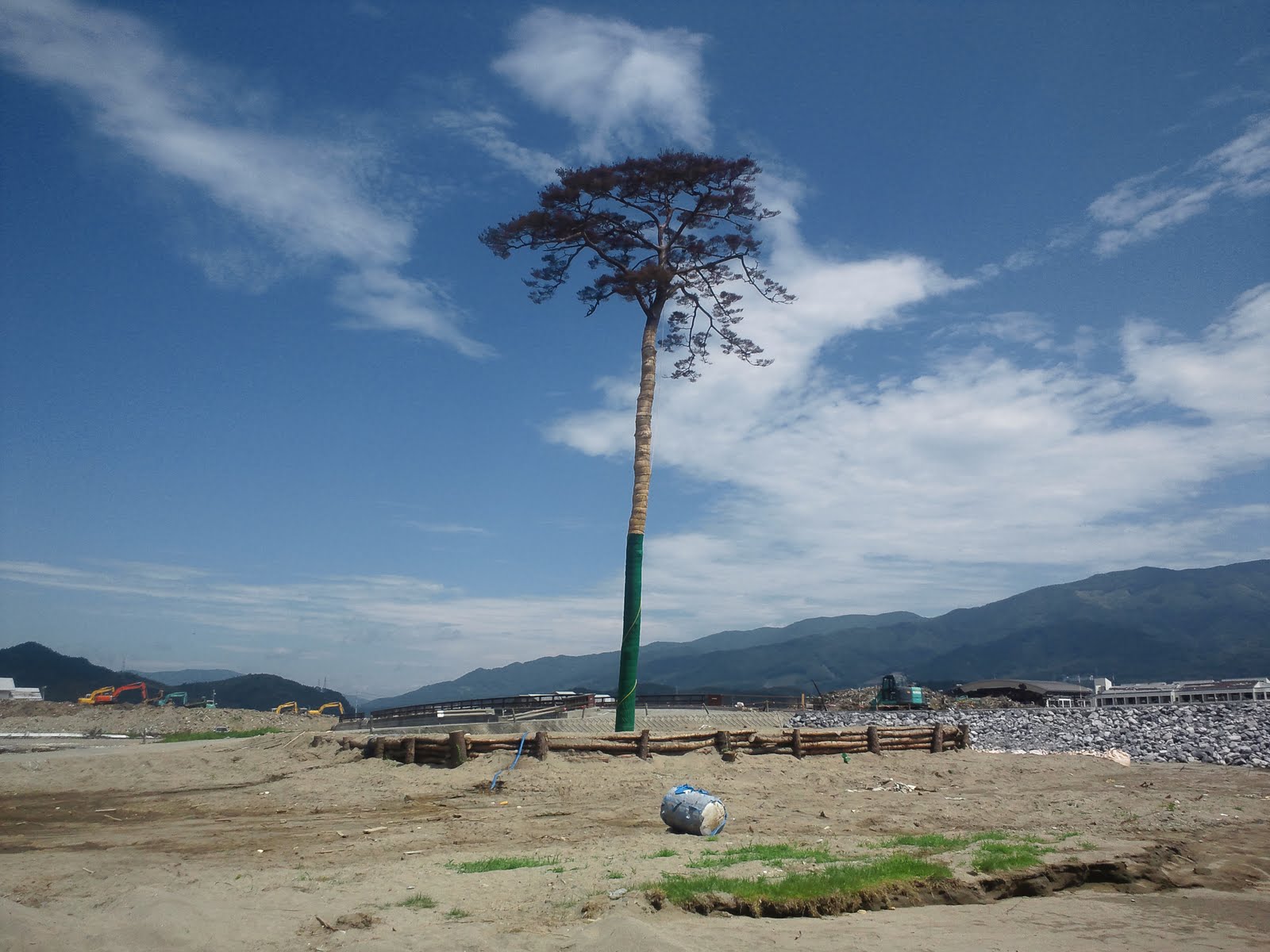 ペットを撮影しましたか？研究者たちは新たな研究のために猫のビデオを探している