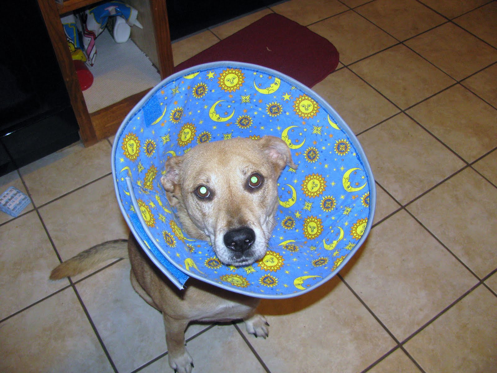 By Mama With Love Elizabethan Dog Collar Tutorial