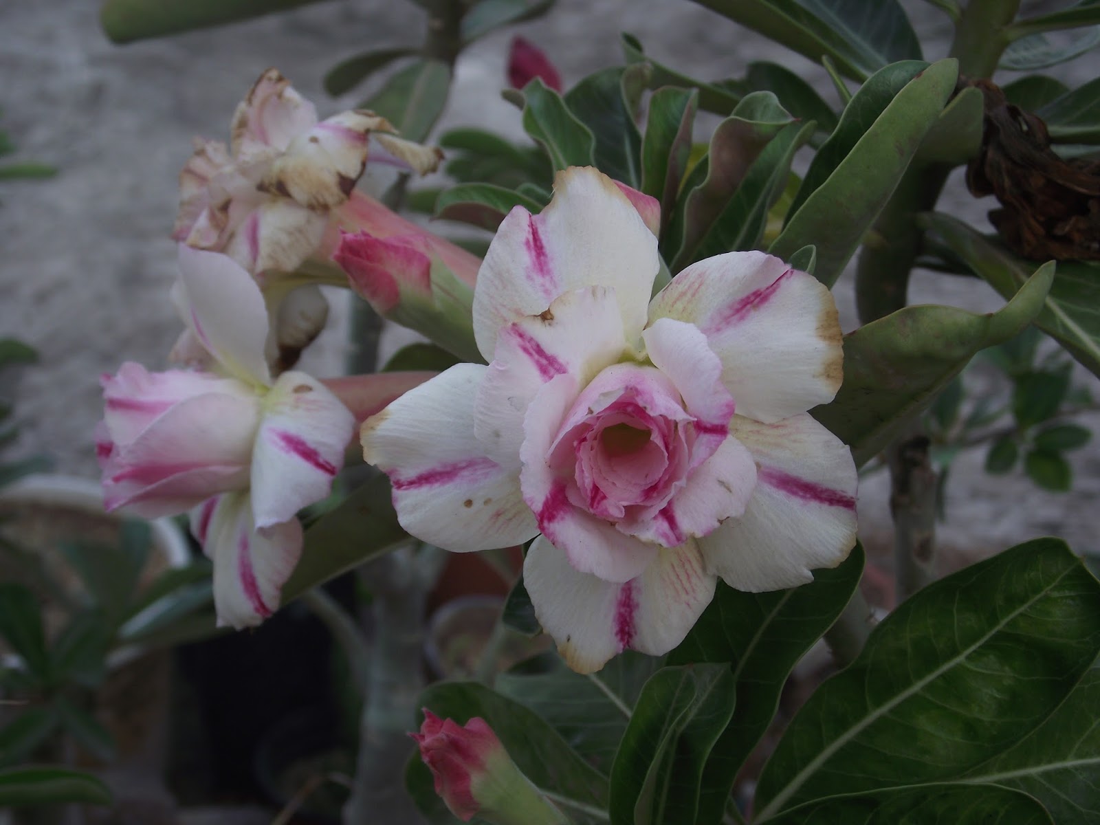 Oleander Plant Profile Toxicity And Identification