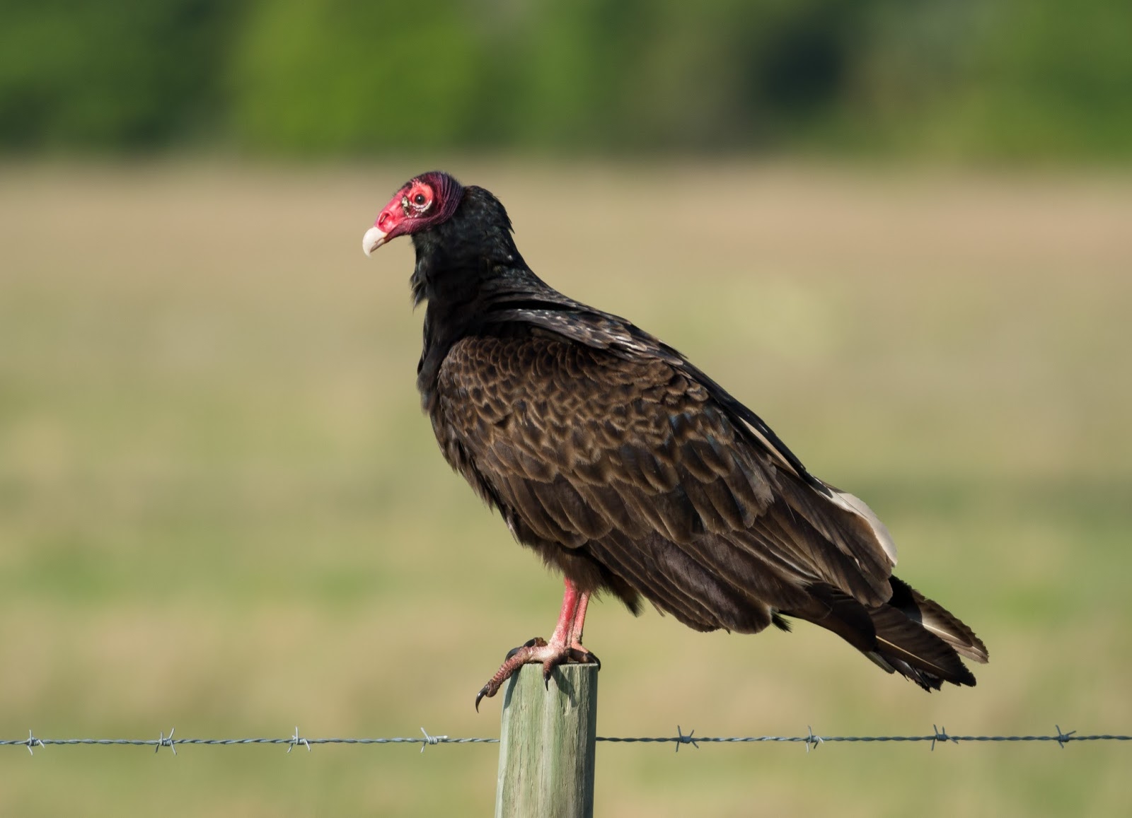 Pixie Birding Florida Birding Trip Report Day 4 (Three Lakes WMA)