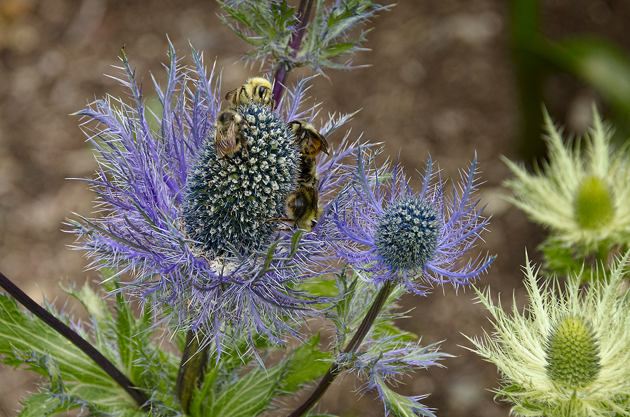 Linda Cochran's Garden Eryngium Blue Jackpot With Bees