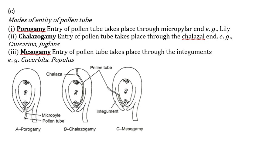 Reproduction in flowering plants Quiz04