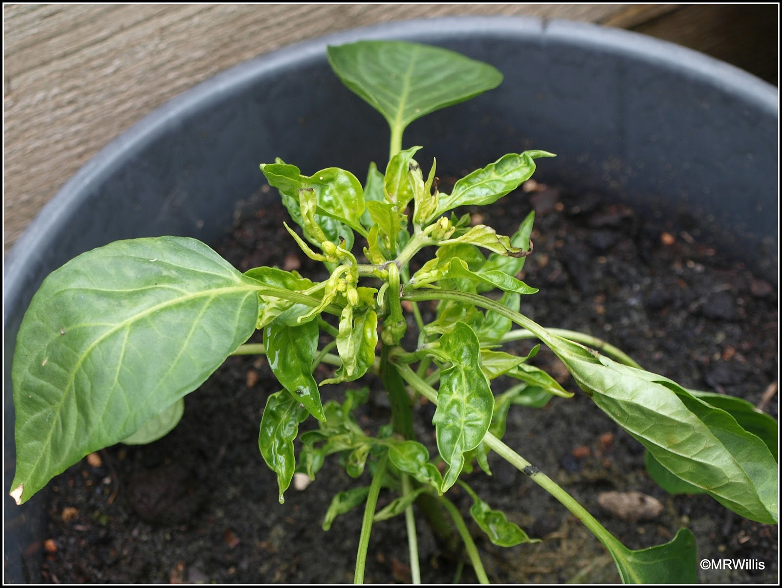 Mark's Veg Plot: Chilli progress report