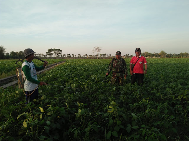 Ingin Hasil Maksimal Babinsa Cawas dan PPL Bersama Petani adakan Penyemprotan Pupuk