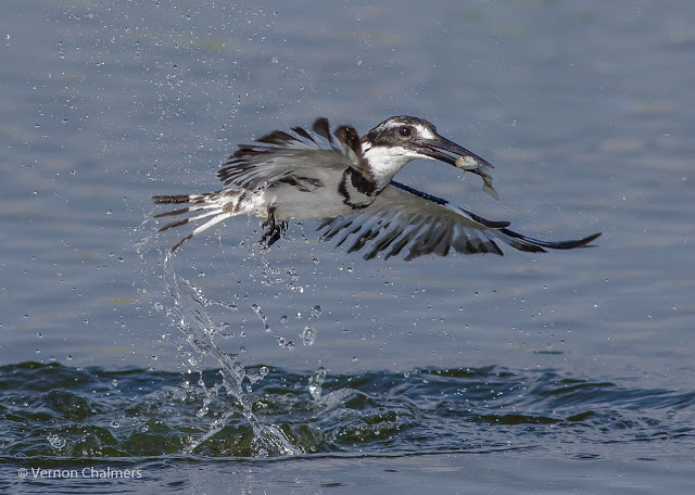 Fast Shutter Speed Action: Pied kingfisher in flight Woodbridge Island Fast Shutter Speed Action: Pied kingfisher in flight Woodbridge Island