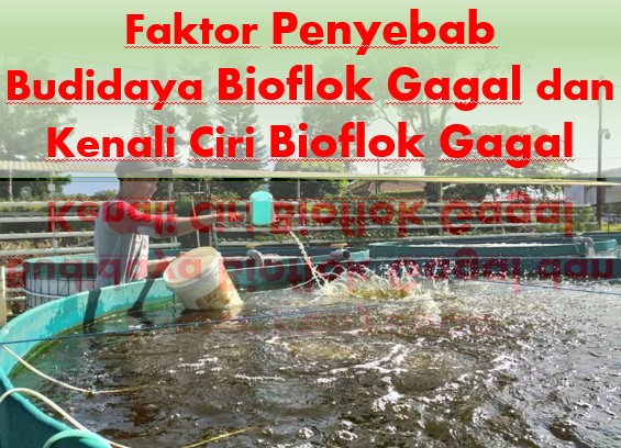 Faktor Penyebab Budidaya Bioflok Gagal