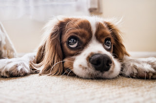 6 Signs You Should Understand When Your Dog Puts Its Paw On You
