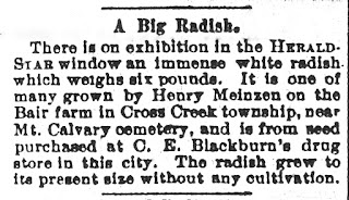 Henry Meinzen's big radish in Steubenville Herald-Star on October 15, 1898 Henry Meinzen's big radish in Steubenville Herald-Star on October 15, 1898