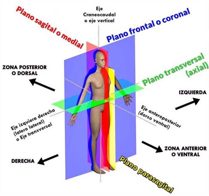 Planos anatómicos y ejes corporales