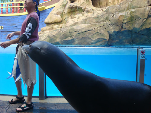 clyde the sea lion at seaworld