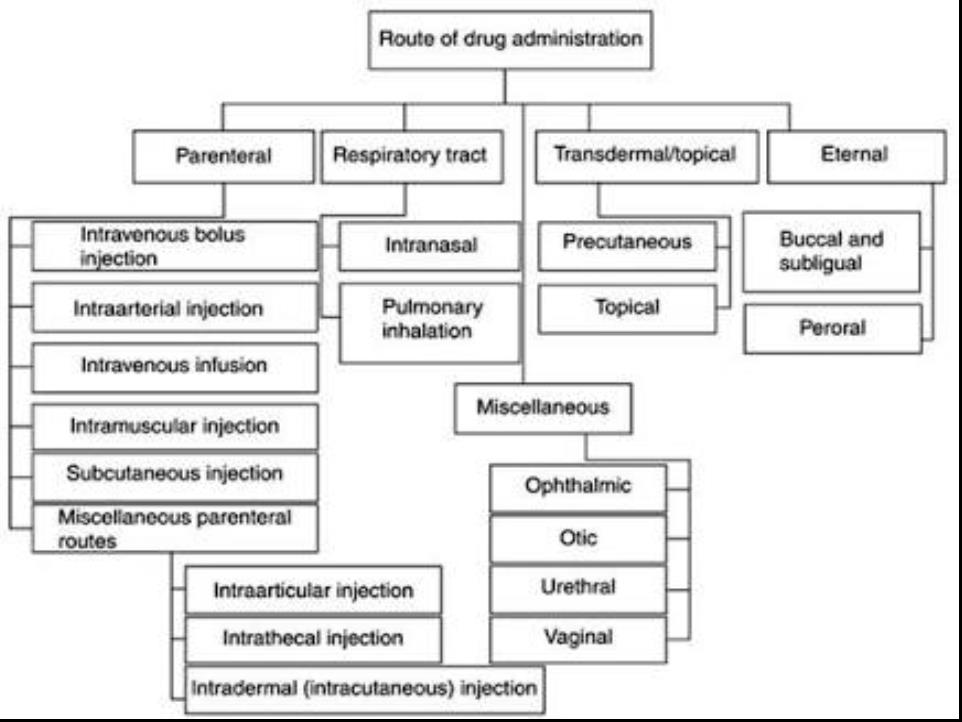 Routes Of Drug Administration Flow Chart