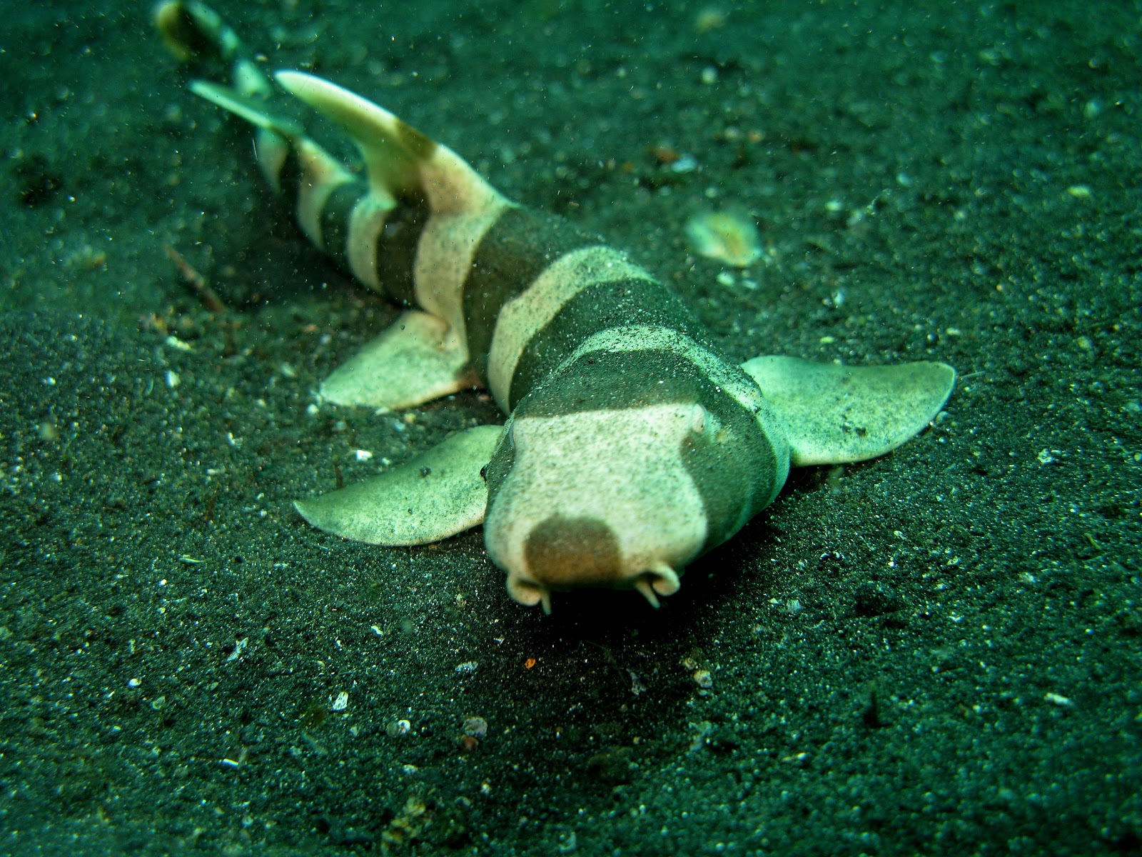 Bamboo Shark Bamboo Valance Photo