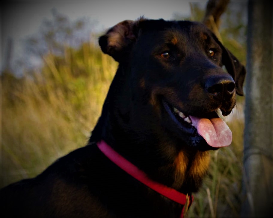 Beauceron Dog breed information, history, description, personality