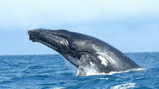 Amazing facts about blue whale in hindi