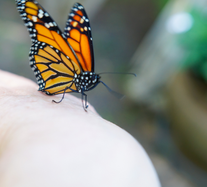 monarch butterfly walking