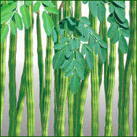 Google Image - Manfaat Daun Kelor Untuk Obat Diabetes ( Ampuh)