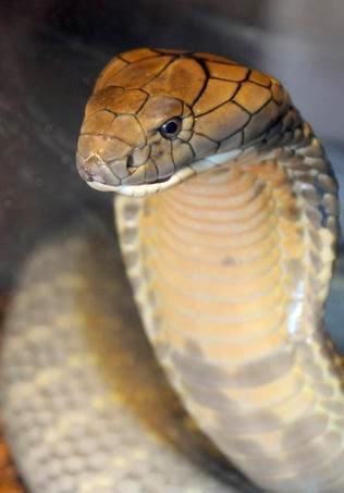Mujer hospitalizada tras ser mordida por una cobra en Florida